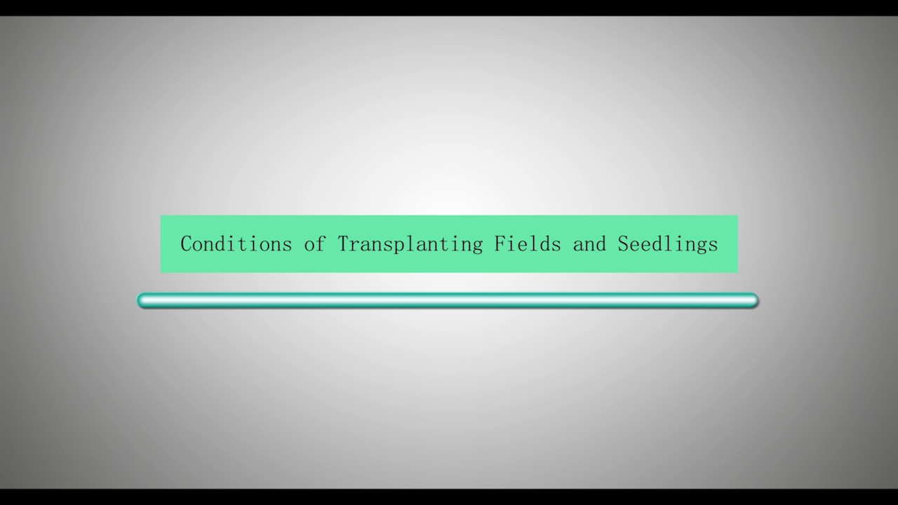 (video thumbnail) Conditions of Transplanting Fields and Seedlings